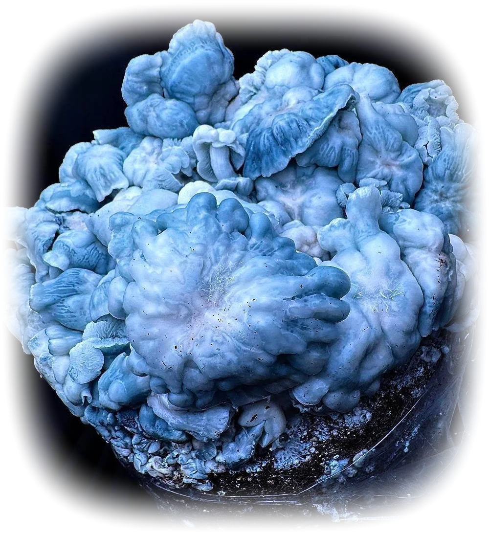 Blue Voodoo, a heavily mutated blue fruiting cluster