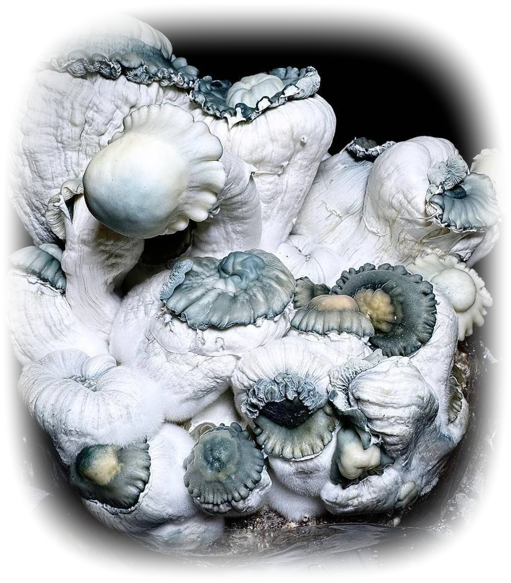 Gamma Decay, a pale leucistic cluster with blue-grey caps